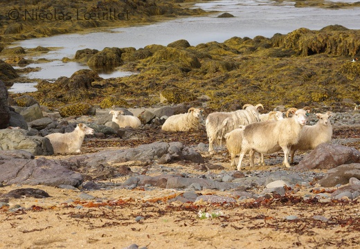 Moutons islandais