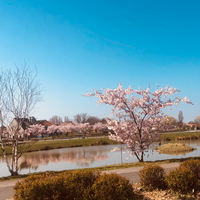 Cerisiers du Japon
