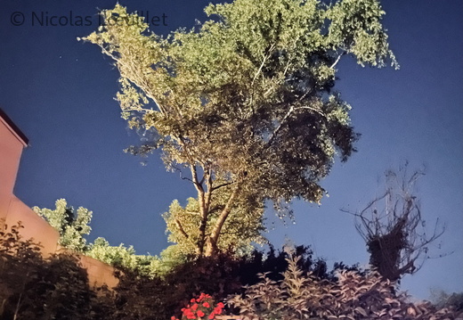 Un arbre dans la nuit
